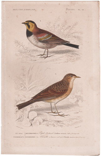 Richard's Pipit, Alpine Lark